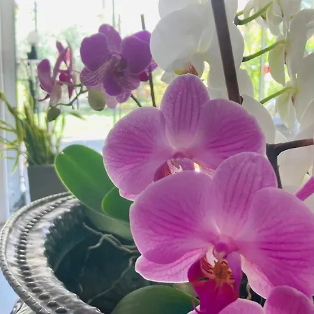 Ghironi 3* La Spezia